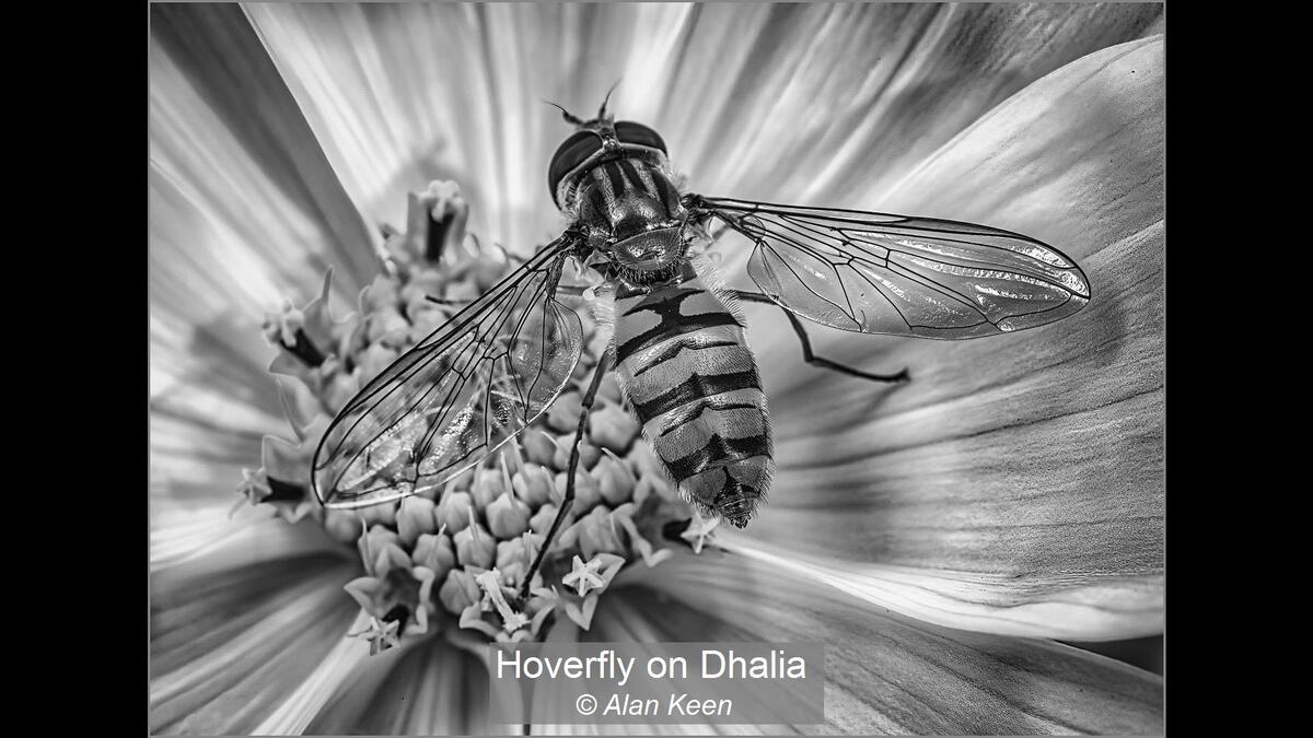 09_Hoverfly on Dhalia_Alan Keen